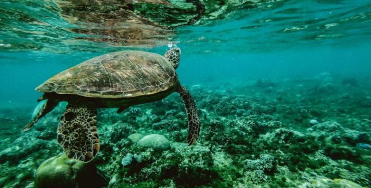 Μόλις το 13% των ωκεανών παραμένει ανέγγιχτο από τους ανθρώπους