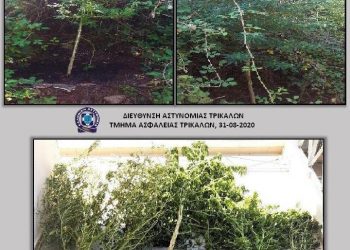 Τρίκαλα: Είχε φυτέψει δενδρύλλια κάνναβης στην αποθήκη του σπιτιού του