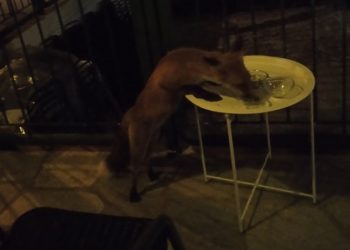 Ο απίθανος… θαμώνας καφετέριας στην Κόρη Τρικάλων-Η κυρά Μάρω πιάνει τραπέζι… κάθε βράδυ (φωτό-video)