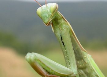 Το λέμε «Αλογάκι της Παναγίας» αλλά καμία σχέση με την πραγματικότητα