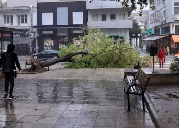 Άγιο είχαν περαστικοί στην κεντρική πλατεία των Τρικάλων όπου ξεριζώθηκε δέντρο