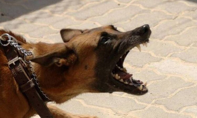Λαμία: Σκύλος επιτέθηκε σε ντιλιβερά