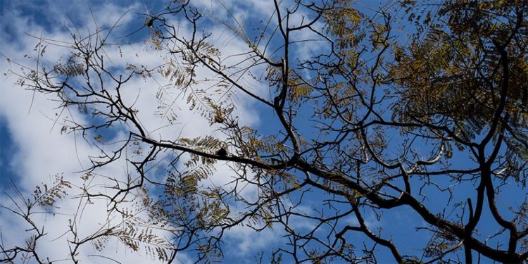 Καιρός: Διατηρείται το μελτέμι στο Αιγαίο και σήμερα Πέμπτη – Πού θα φτάσει ο υδράργυρος