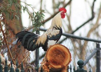 Ιταλός πλήρωσε πρόστιμο γιατί ο κόκοράς του λαλούσε στις 4.30 το πρωί
