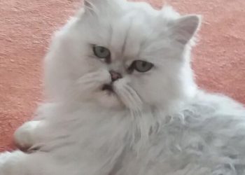 Τρίκαλα: Έκκληση για να βρεθεί η «Μιλού»
