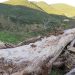 Ήπειρος: Ένας μύκητας θερίζει αιωνόβια πλατάνια και αλλάζει την εικόνα του περιβάλλοντος