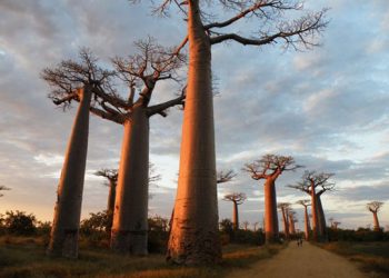 Baobab, τα «ανάποδα δέντρα»