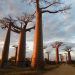 Baobab, τα «ανάποδα δέντρα»