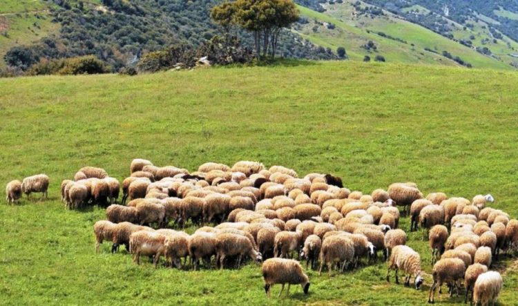 30 εκατ. ευρώ πιστώνονται ως ενίσχυση στους κτηνοτρόφους για τον κορονοϊό