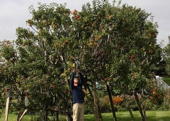 Μηλιά παράγει 250 διαφορετικές ποικιλίες μήλων
