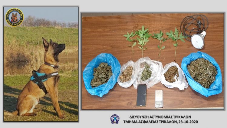Μισό κιλό χασίς εντόπισε ο αστυνομικός σκύλος σε σπίτι Τρικαλινού-Είχε αυτοσχέδιο εργαστήριο υδροπονικής καλλιέργειας κάνναβης