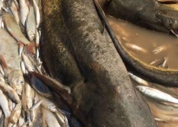 Θλιβερό το θέαμα στα χωράφια που γέμισαν με εκατοντάδες νεκρά ψάρια – Η πλημμύρα άφησε πληγές στο περιβάλλον και την πανίδα του Πηνειού (φωτο)