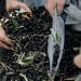 ΥΠΑΑΤ: Συνεχίζονται οι αιτήσεις για ενισχύσεις 126 εκατ. ευρώ προς τους ελαιοπαραγωγούς