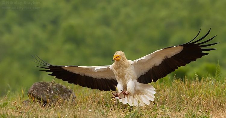 Διαδικτυακή Ημερίδα και Εκπαιδευτικό Πρόγραμμα για τον απειλούμενο γύπα Ασπροπάρη
