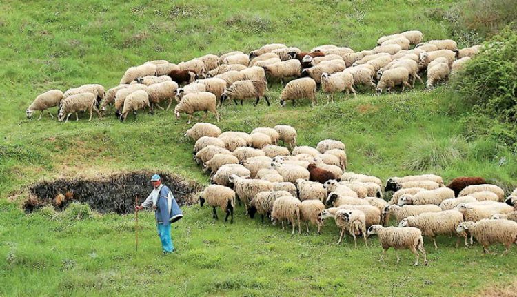 80.000 δόσεις εμβολίου για την αντιμετώπιση του καταρροϊκού πυρετού των προβάτων προμηθεύεται η Περιφέρεια Θεσσαλίας