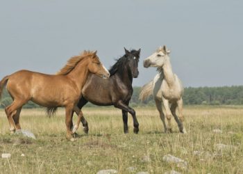 Αναζητούνται οι ιδιοκτήτες αλόγων σε Οξύνεια και Γλυκομηλιά