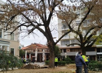1.100 δέντρα “κούρεψε” σε 2 μήνες ο Δήμος Τρικκαίων