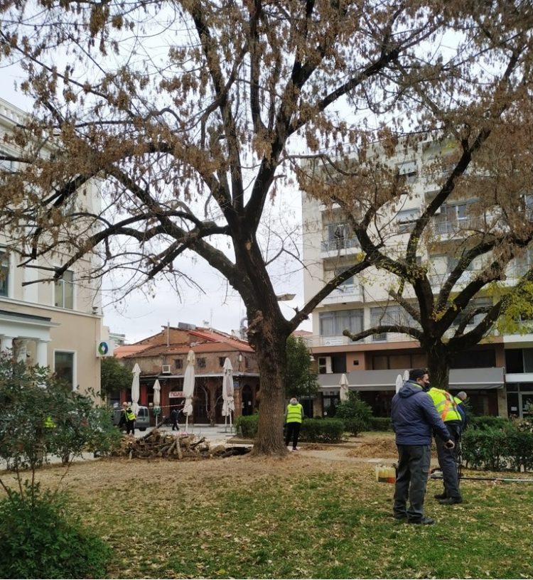 1.100 δέντρα “κούρεψε” σε 2 μήνες ο Δήμος Τρικκαίων