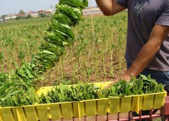 Ενίσχυση 182.000 ευρώ στους Τρικαλινούς καπνοπαραγωγούς