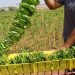 Ενίσχυση 182.000 ευρώ στους Τρικαλινούς καπνοπαραγωγούς