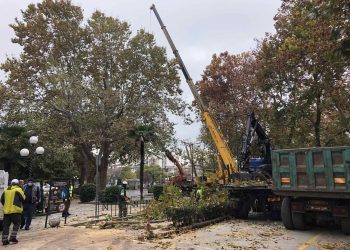 Προστασία δέντρων και πεζών με κλαδευτικές εργασίες από τον Δήμο Τρικκαίων