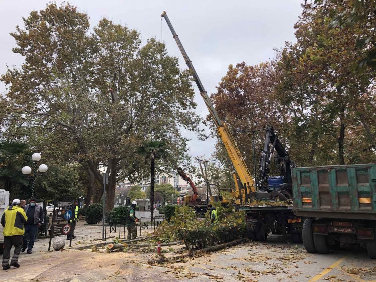 Προστασία δέντρων και πεζών με κλαδευτικές εργασίες από τον Δήμο Τρικκαίων