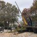 Προστασία δέντρων και πεζών με κλαδευτικές εργασίες από τον Δήμο Τρικκαίων
