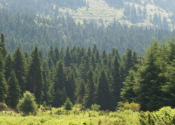 Τρίκαλα: Ένα ταξίδι στους μοναδικούς βιοτόπους Natura 2000 – Σπάνια χλωρίδα και πανίδα