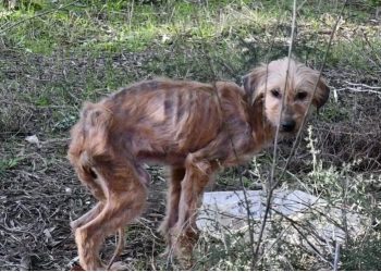 Εικόνες φρίκης στη Ν.Αγχίαλο: Εντοπίστηκαν έντεκα σκελετωμένοι και δύο νεκροί σκύλοι