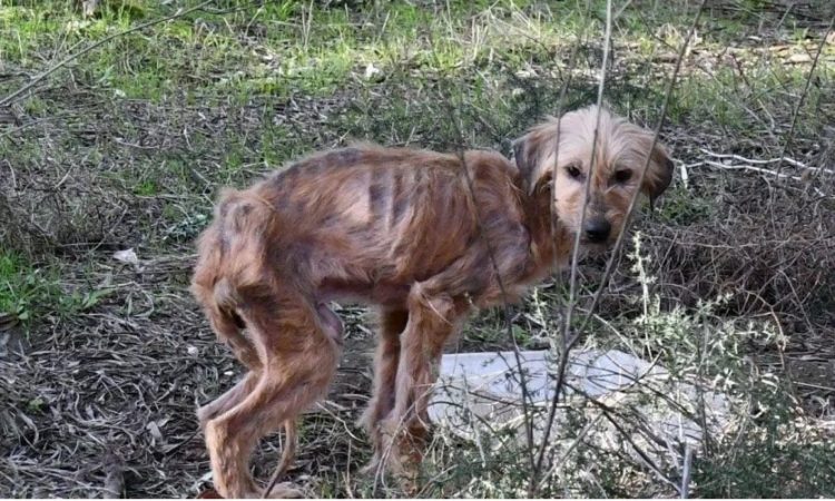 Εικόνες φρίκης στη Ν.Αγχίαλο: Εντοπίστηκαν έντεκα σκελετωμένοι και δύο νεκροί σκύλοι