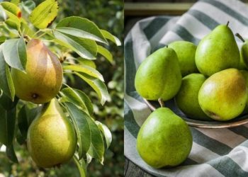 Αχλάδια: “Το δώρο των θεών” για δίαιτα, διαβήτη, χοληστερίνη, αρθρίτιδα και πολλές άλλες ασθένειες