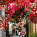 Ανθισμένοι δρόμοι & σοκάκια χάρμα οφθαλμών!