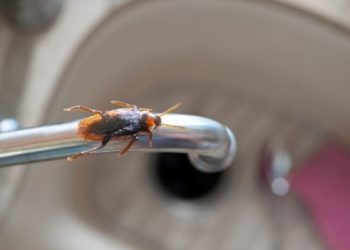 Κατσαρίδες στο σπίτι: Η φυσική παγίδα με… καφέ, για να εξαφανιστούν
