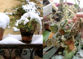 Παγωμένα φυτά: 8 τρόποι για να αντιμετωπίσετε τις ζημιές από τον παγετό – Πως να τα επαναφέρετε