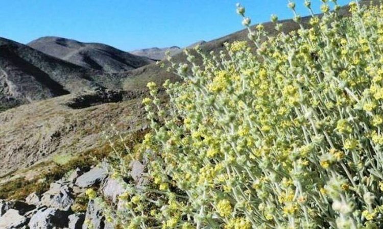 Κρήτη: Διάσημος Γάλλος σεφ πήγε για βότανα και έφυγε με… πρόστιμο 5.000 ευρώ