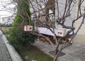 Τρίκαλα: 13χρονος κατασκευάζει φωλιές σε δέντρα για να προστατευτούν τα πουλιά από την κακοκαιρία