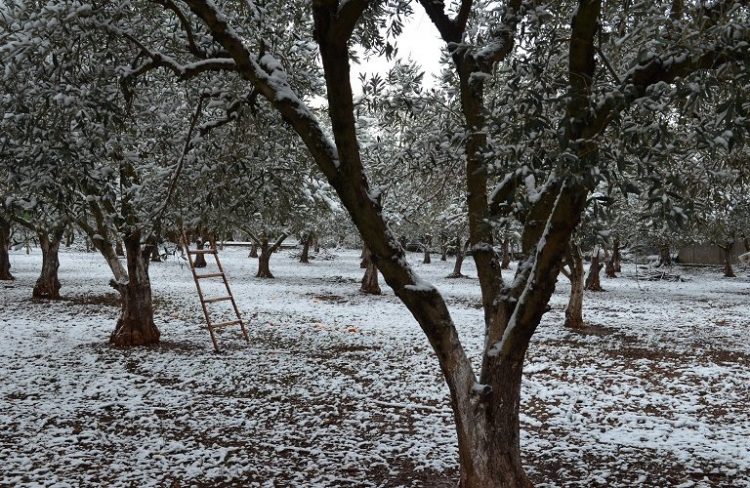 Υποβολή δηλώσεων για ζημιές που προκλήθηκαν από τον παγετό της 17/2 σε ελαιόδεντρα