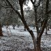 Υποβολή δηλώσεων για ζημιές που προκλήθηκαν από τον παγετό της 17/2 σε ελαιόδεντρα