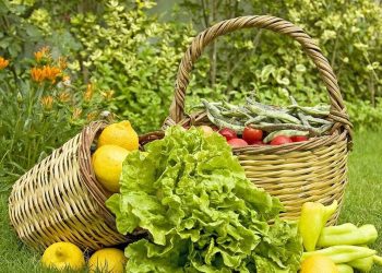 Επιδότηση έως 2.000 ευρώ για βιολογικές καλλιέργειες – Μέχρι πότε μπορείτε να κάνετε αίτηση