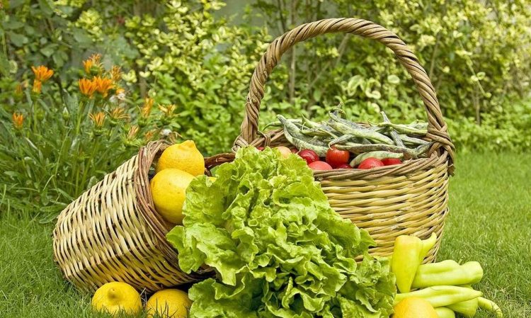 Επιδότηση έως 2.000 ευρώ για βιολογικές καλλιέργειες – Μέχρι πότε μπορείτε να κάνετε αίτηση