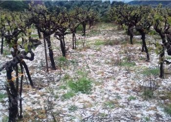 Πως να προστατέψετε τις δενδρώδεις καλλιέργειες από τον παγετό