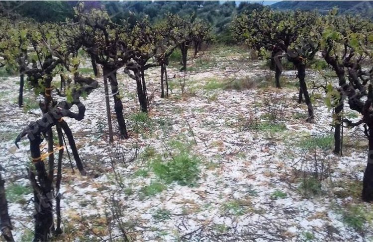 Πως να προστατέψετε τις δενδρώδεις καλλιέργειες από τον παγετό