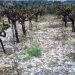 Πως να προστατέψετε τις δενδρώδεις καλλιέργειες από τον παγετό
