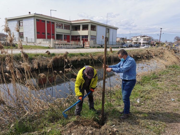 Δενδροφύτευση σε Πυργετό και Αγιαμονιώτη