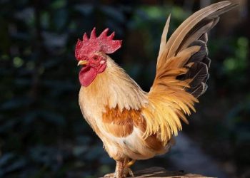 Κόκορας σκότωσε το αφεντικό του σε κοκορομαχία