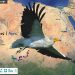 «Αώος»: Το πουλί που ταξιδεύει κάθε χρόνο 6.000 χλμ από την Αφρική… στην Κόνιτσα!