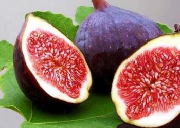 Γιατί τα σύκα δεν είναι νηστίσιμα