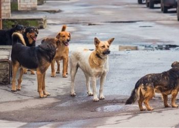 Απότομη κι ανεξήγητη αύξηση του πληθυσμού αδέσποτων στον Δήμο Μετεώρων