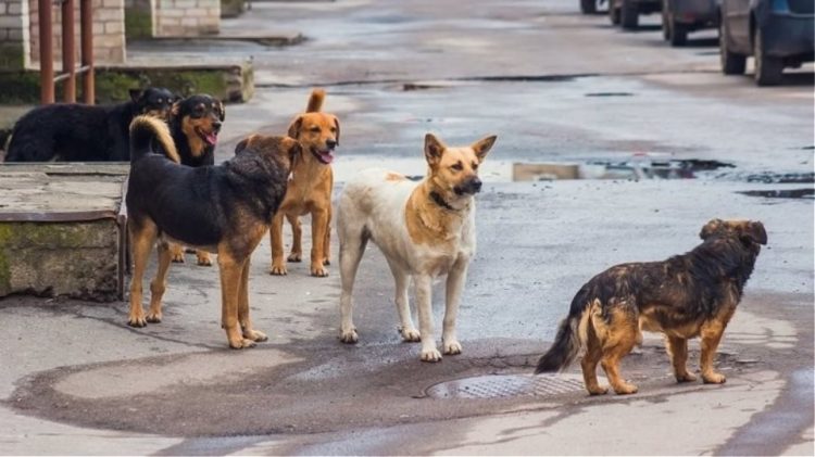 Απότομη κι ανεξήγητη αύξηση του πληθυσμού αδέσποτων στον Δήμο Μετεώρων