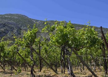 Μεγάλες ζημιές σε καλλιέργειες σε περιοχές του Δήμου Μετεώρων